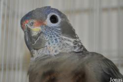 Birds & Animals Market