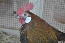 Birds & Animals Market