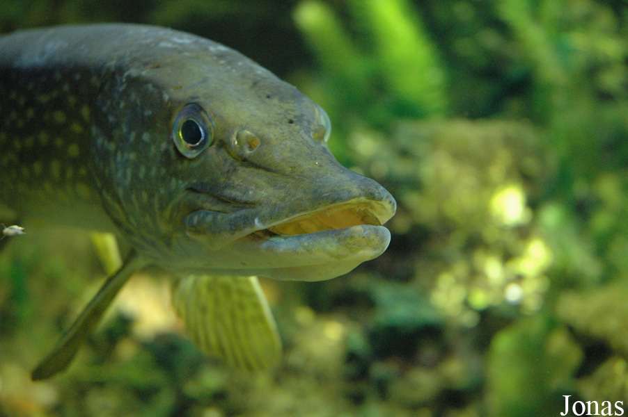 Aquarium du Limousin