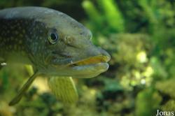 Esox lucius