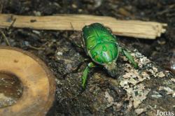 La Cité des Insectes