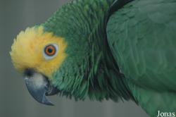 Amazona ochrocephala