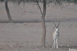 Sharjah Desert Park