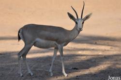 Sharjah Desert Park
