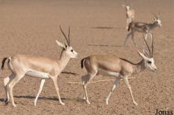 Sharjah Desert Park