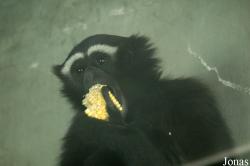 Beijing Zoological Gardens