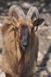 Oman Mammal Breeding Centre