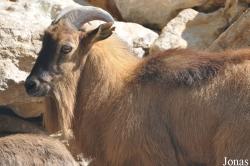 Oman Mammal Breeding Centre