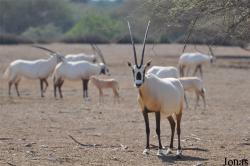 Oman Mammal Breeding Centre