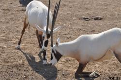 Oman Mammal Breeding Centre