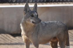 Oman Mammal Breeding Centre