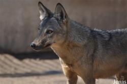 Oman Mammal Breeding Centre