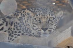 Oman Mammal Breeding Centre
