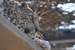 Oman Mammal Breeding Centre