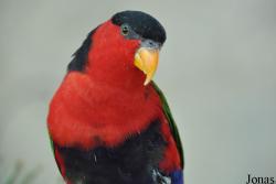 Lorius lory