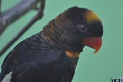 Zoo Garden