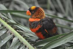 Pseudeos fuscata