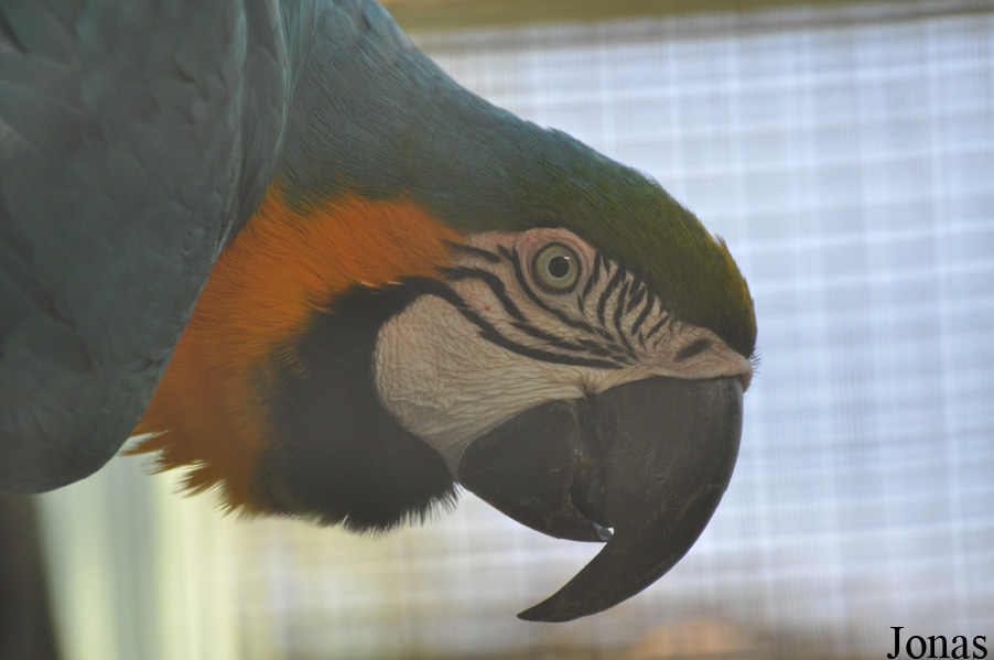 Zoo Garden