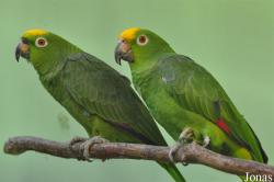 Amazona ochrocephala ochrocephala