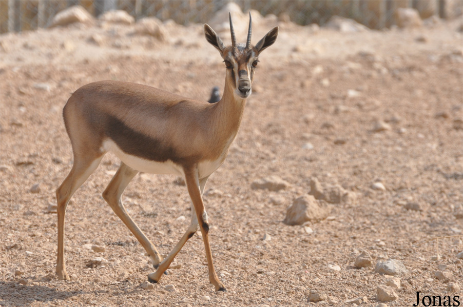 Doha Zoo