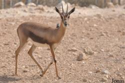 Doha Zoo