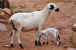 Mouton domestique