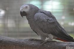 Psittacus erithacus