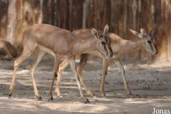 Gazella bennettii