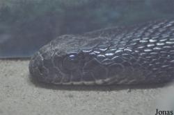 Kuwait Zoo