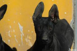Canis lupus familiaris