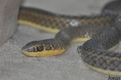 Psammophis sibilans