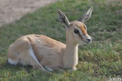 Gazella dorcas