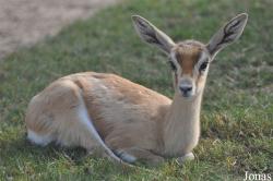 Kuwait Zoo