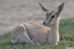 Kuwait Zoo