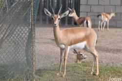 Kuwait Zoo