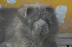 Beijing Zoological Gardens