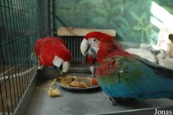 Beijing Zoological Gardens