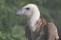 Kuwait Zoo
