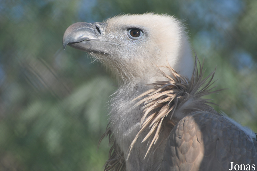 Kuwait Zoo