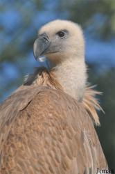 Kuwait Zoo