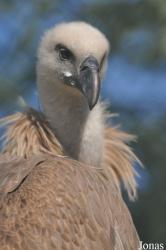 Kuwait Zoo