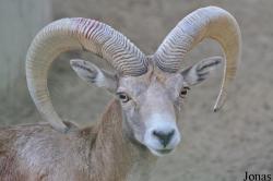 Kuwait Zoo