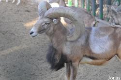 Kuwait Zoo