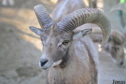 Kuwait Zoo