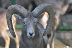Kuwait Zoo