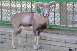 Kuwait Zoo