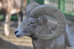 Kuwait Zoo