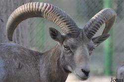 Kuwait Zoo