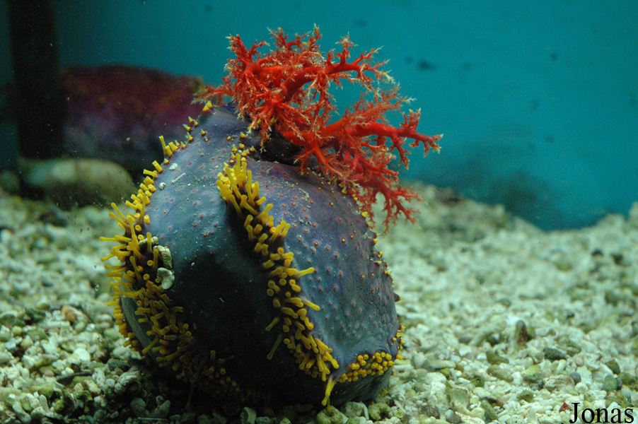 Bahrain Aqualife Centre