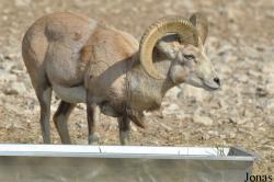 Al Areen Wildlife Park and Reserve